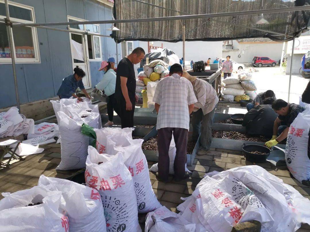 首創集團丨農民增收 鄉村振興!北京農投公司啟動對口幫扶村板栗收購_